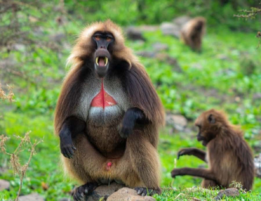 Addis Ababa: Debre Libanos, Blue Nile Gorge, and Cave Tour - Key points to know before you go