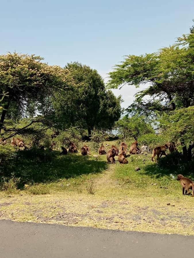 Addis Ababa: Debre Libanos, Blue Nile Gorge, and Cave Tour - Debre Libanos Monastery and the living Orthodox tradition