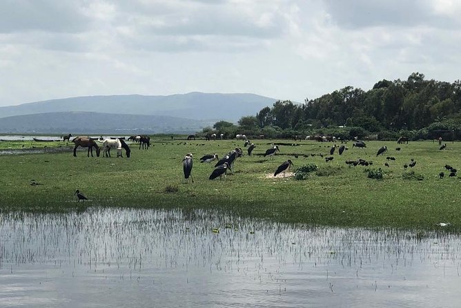 Addis City Tour & Crater Lakes excursions in Debreziet! - Why this short Addis Ababa tour works