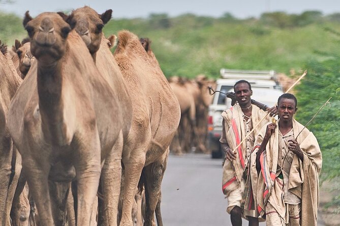 Awash National Park Tours - The evening game drive and wildlife chances