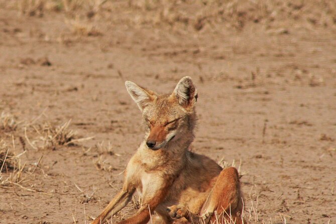 Awash National Park Tours - Is $400 per person good value?