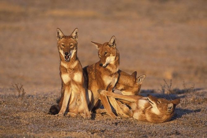 Bale Mountains National Park – 5 Day Tour - Dinsho to Sodota: a 20-kilometer wildlife walk