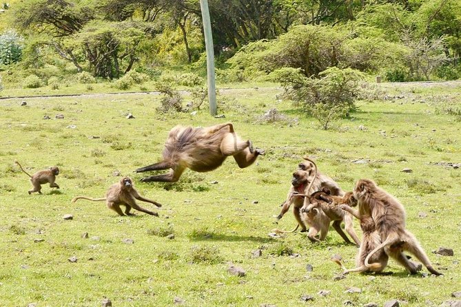 Breathtaking Nature, Wildlife and Cave Church Tour - Free Pickups - From Addis Ababa to the Entoto highlands