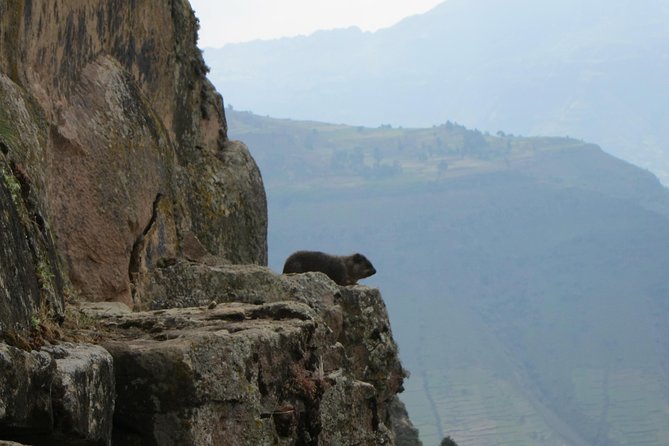 Day Hike Around Lalibela - Watching for gelada baboons and mountain wildlife