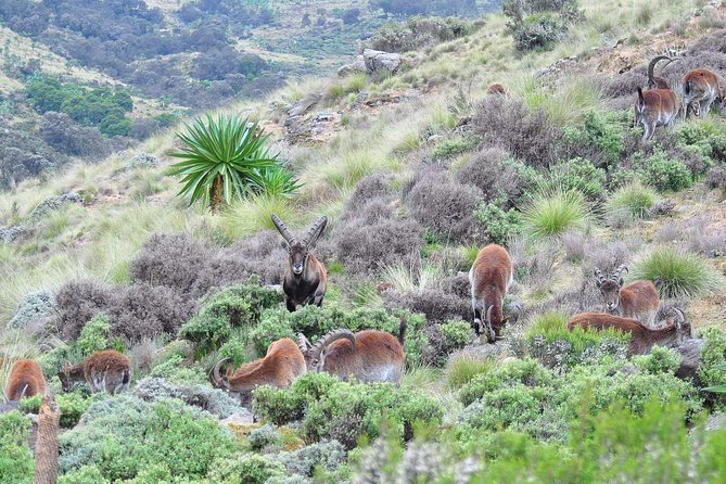 Day trek to Simien Mountain - Chilkuwanit and the wildlife payoff