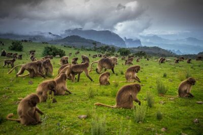 Day trek to Simien Mountain