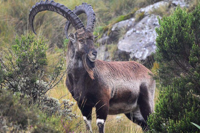Day trek to Simien Mountain - The guide, scout, and local operation