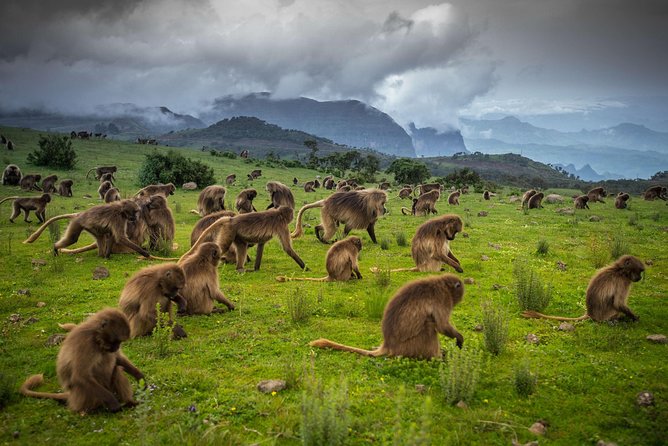 Day trek to Simien Mountain - Debark: permits, coffee, and a possible market stop