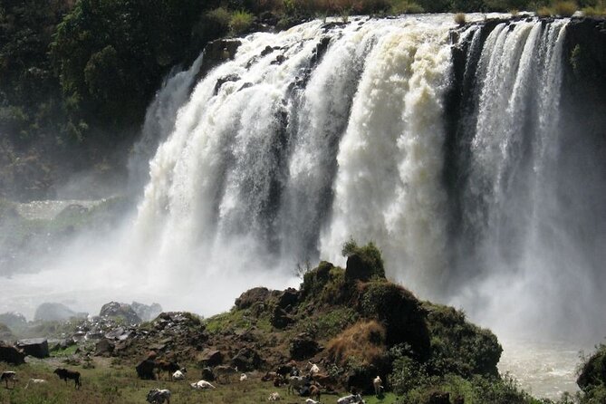 Day Trip Bahir Dar, Lake Tana and Blue Nile Falls Tours - Timing, comfort, and what to clarify