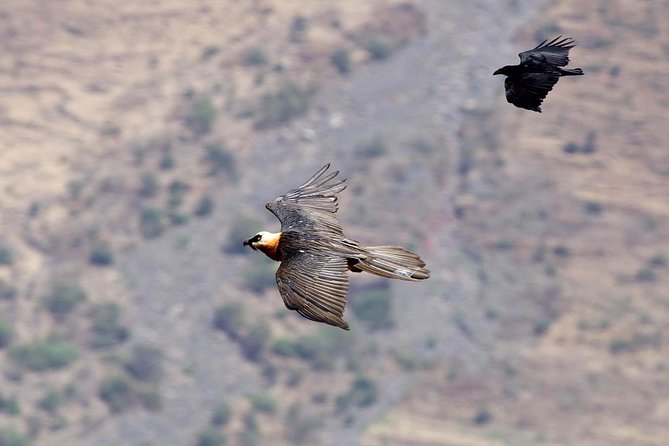 Day Trip From Addis Ababa See Historical Monastery,Stunning Nature,Animals,Birds - Guides and drivers can shape the whole day