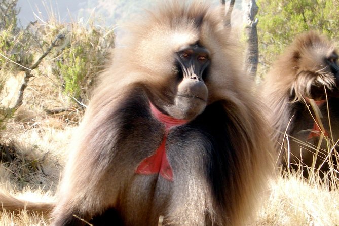 Day Trip From Addis Ababa To Debre Libanos & Blue Nile Gorge - Key things to know before booking