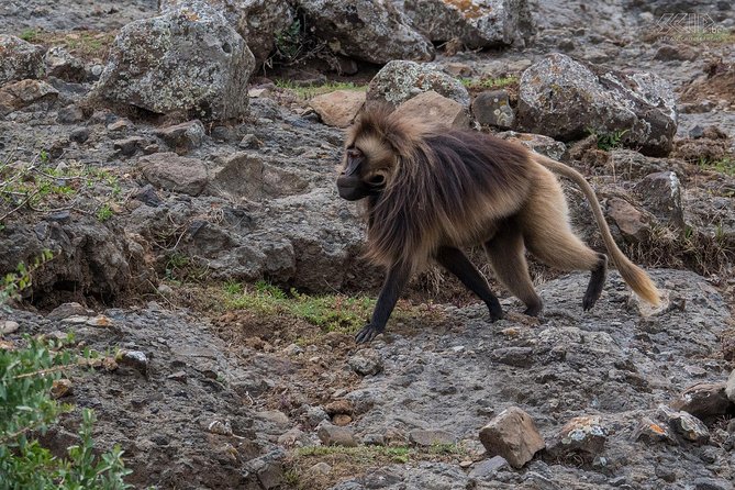 Day Trip From Addis Ababa To Debre Libanos & Portuguese Bridge - Walking to the Portuguese Bridge