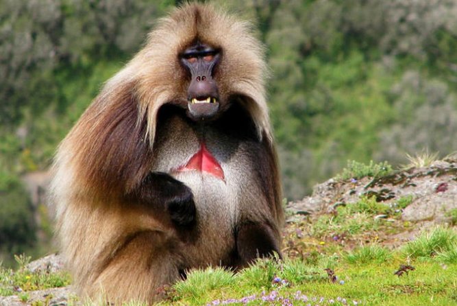 DAY TRIP TO Debre Libanos Monastery Cave Church Nature and Wildlife - Lunch and the Ethiopian coffee ceremony