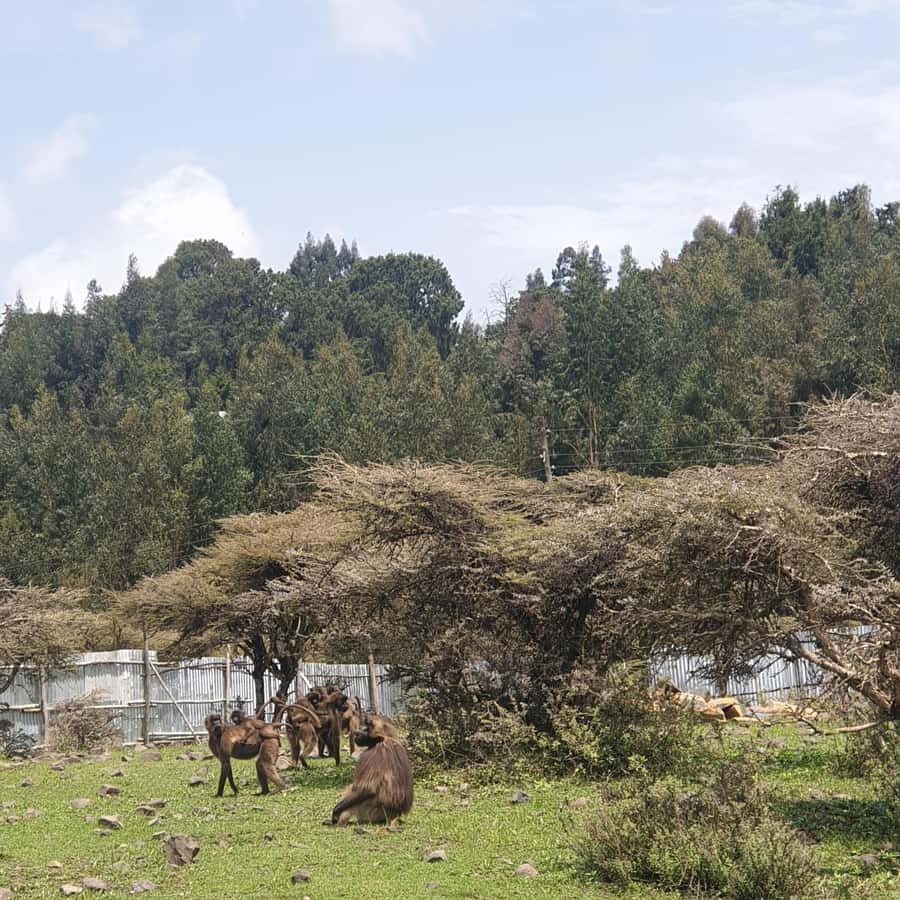 Day trip to Debre Libanose and Portuguese Bridge. - Key points to know before you go