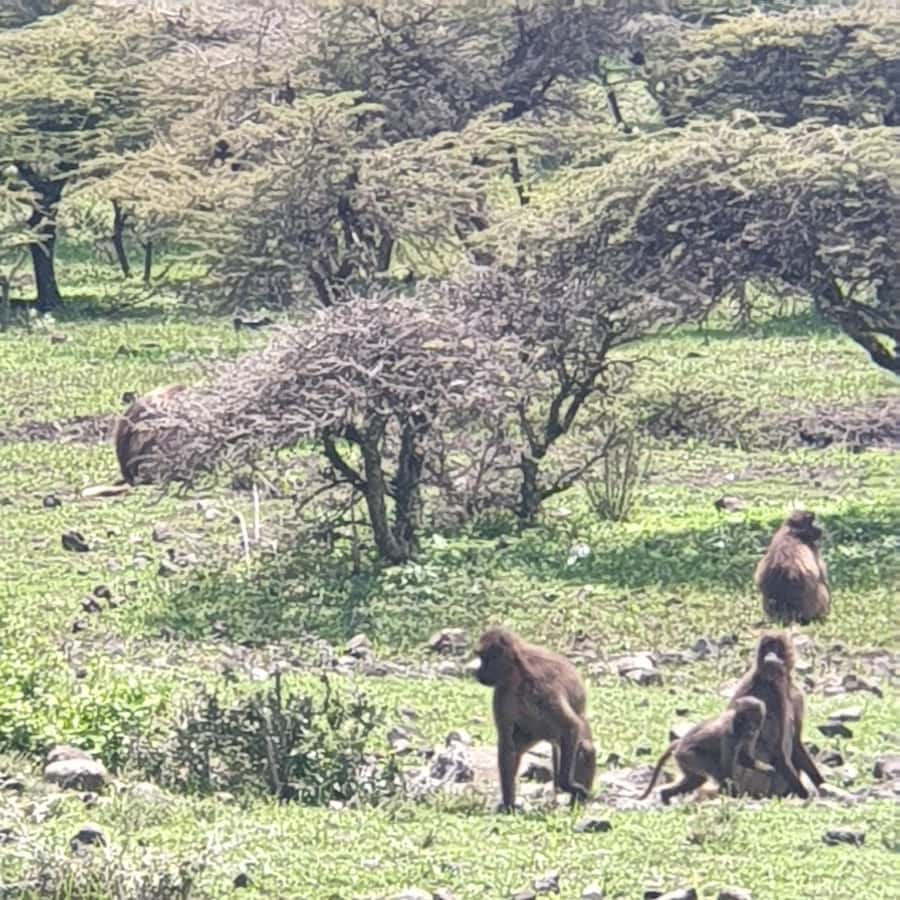Day trip to Debre Libanose and Portuguese Bridge. - The guide and private tour format