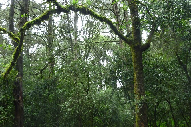 Day Trip to Menagesha Suba Forest from Addis Ababa - Five things to know before booking