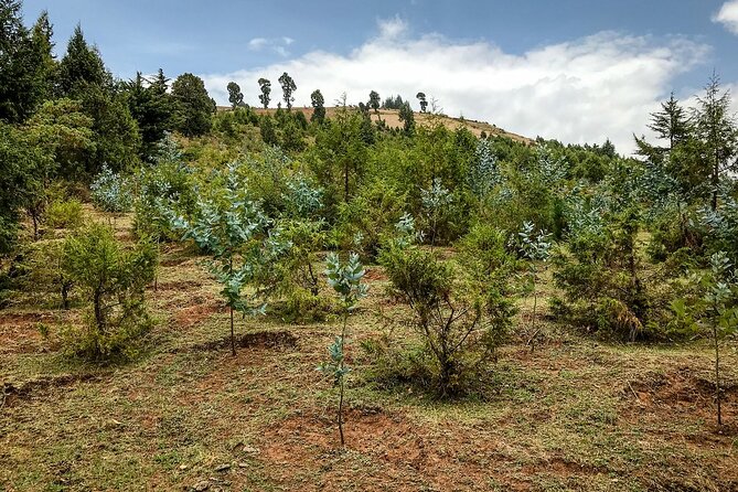 Day Trip to Menagesha Suba Forest from Addis Ababa - Why Menagesha Suba makes a good break from Addis Ababa