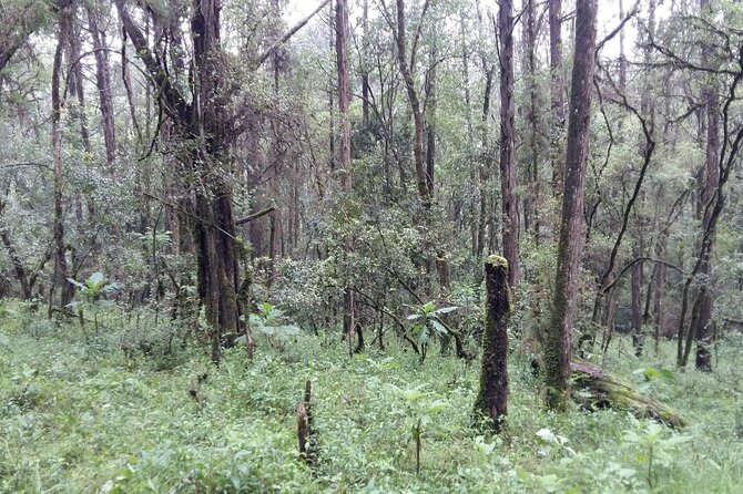Day Trip to Menagesha Suba Forest from Addis Ababa - Birds, bushbuck, and patient wildlife watching