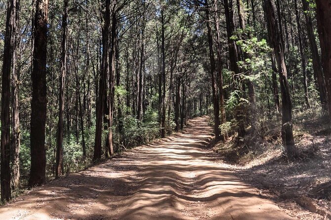 Day Trip to Menagesha Suba Forest from Addis Ababa - Is $130 good value for this private day?
