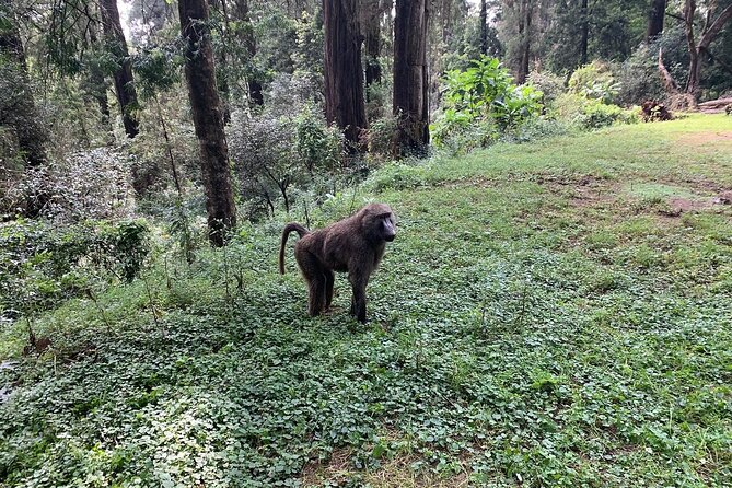 Day Trip to Menagesha Suba Forest from Addis Ababa - What the day feels like in practice