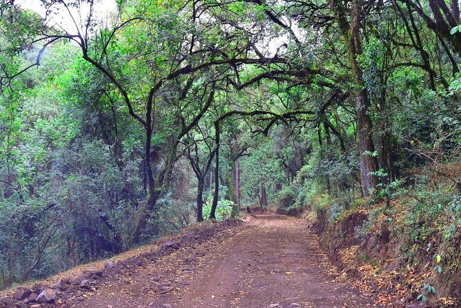 Day Trip to Menagesha Suba Forest from Addis Ababa - Who should book this forest outing?