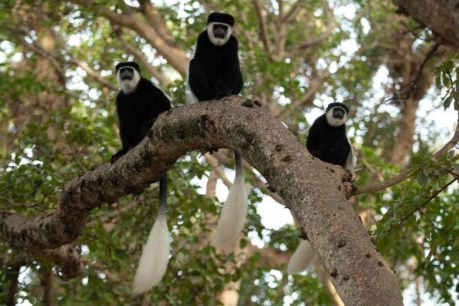 Day Trip to Menagesha Suba Forest from Addis Ababa - Leaving Addis Ababa by private vehicle