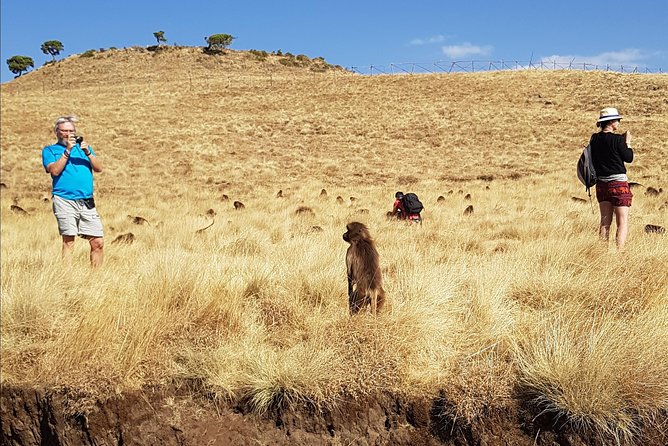 Debre Libanos Monastery and Jemma River Gorge - Day Tour from Addis Ababa - Lunch, timing, and the practical trade-offs