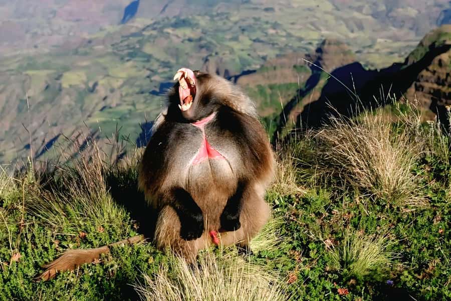 Debre Libanos Monastery & Scenic Portuguese Bridge Tour - Key points to know before booking
