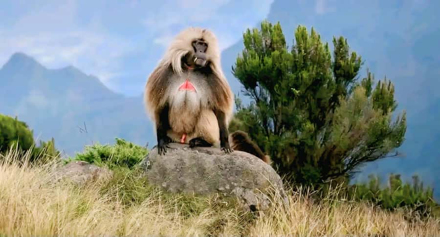 Debre Libanos Monastery & Scenic Portuguese Bridge Tour - Is $103 a fair price?