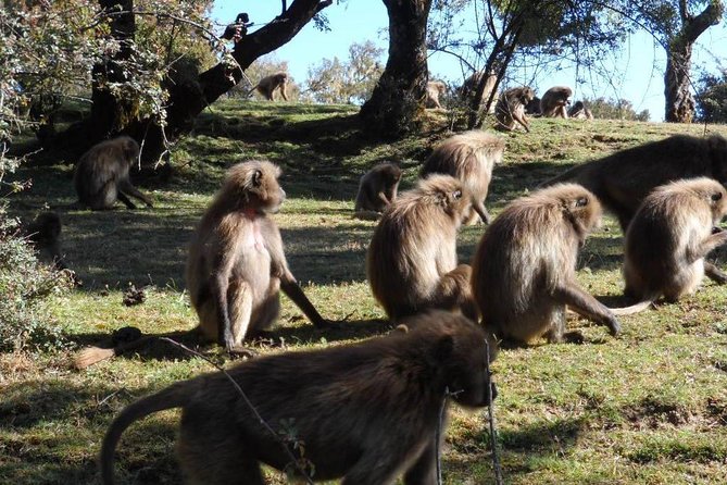 Drive to Portuguese Bridge (110km from Addis Ababa) - Gelada baboons around the gorge