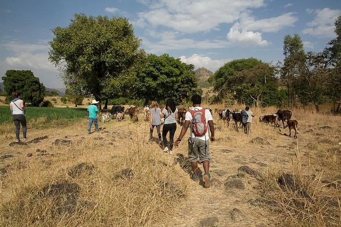 Escape from Addis to hike through beautiful Menagesha forest! - Entering a forest with a very long past
