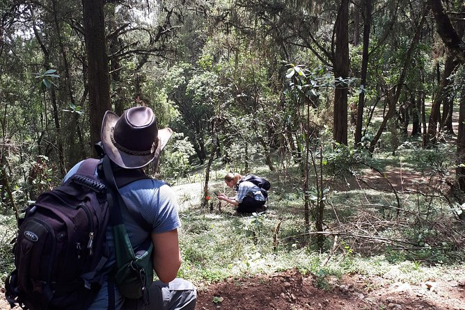 Escape from Addis to hike through beautiful Menagesha forest! - Camping equipment included, even on a short visit