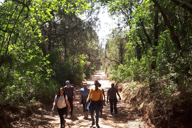 Escape from Addis to hike through beautiful Menagesha forest! - Is $69.34 fair for this outing?