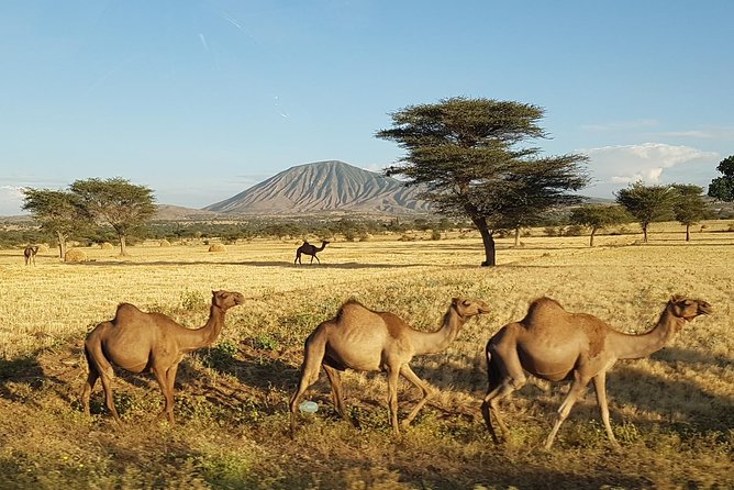 Explore the Ethiopian Rift Valley Lakes and the UNESCO Site of Steles of Tiya - Why this Rift Valley day trip works from Addis Ababa