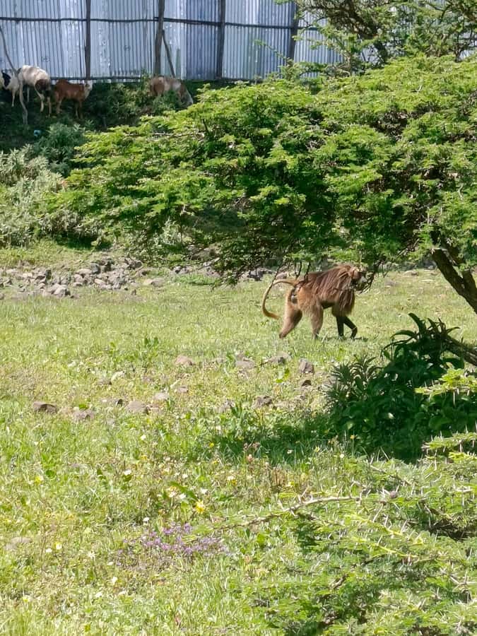 From Addis Ababa: Bisheftu Lake Side Tour - Key points at a glance
