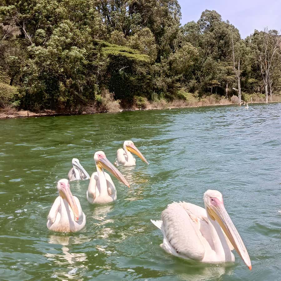 From Addis Ababa: Bisheftu Lake Side Tour - From Addis Ababa to Bishoftu in about 50 kilometers