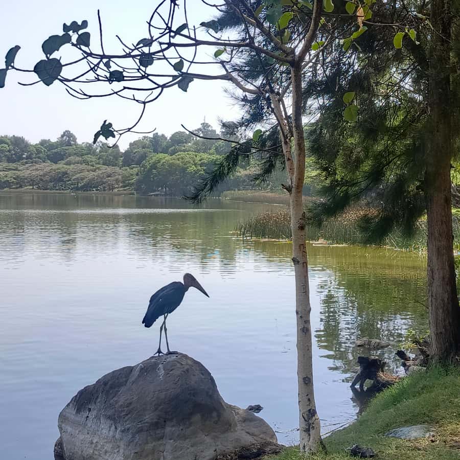 From Addis Ababa: Bisheftu Lake Side Tour - Why Bishoftu’s crater lakes are worth the trip