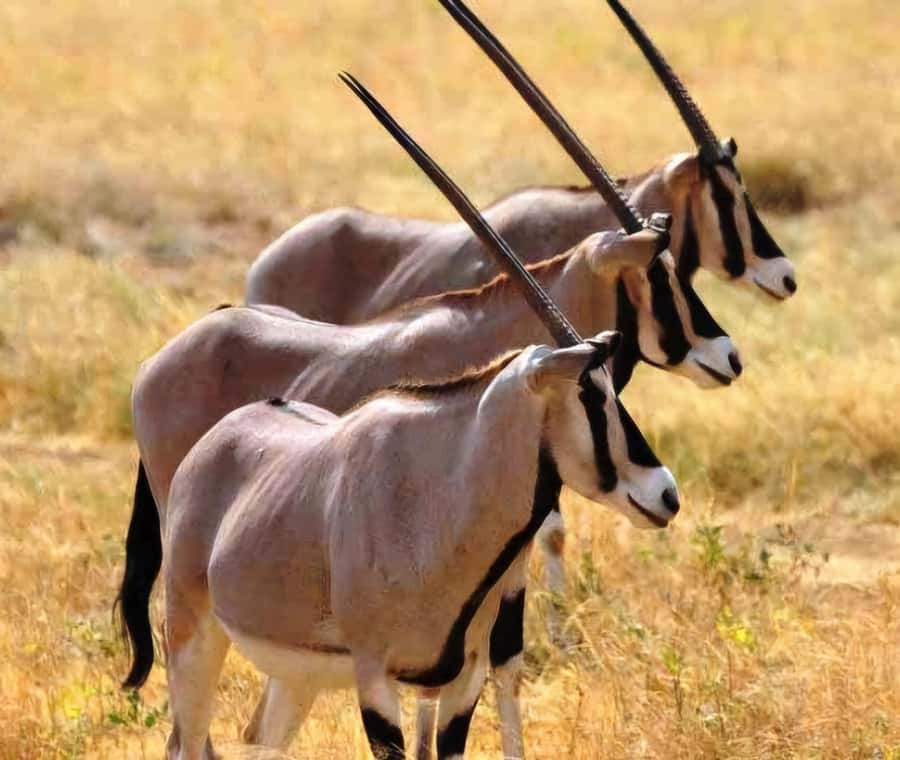 From Addis Ababa: Day Trip To Awash National Park - Key points to know before booking