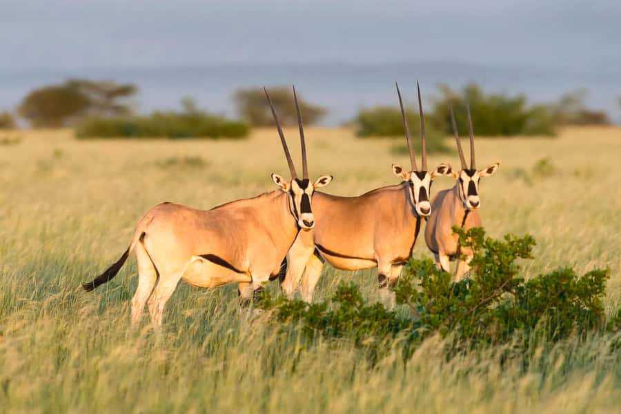 From Addis Ababa: Day Trip To Awash National Park - The game drive: wildlife with no promises