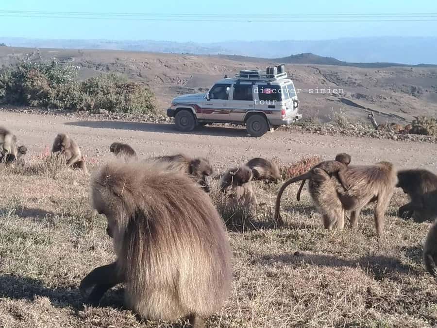 From Gondar: 2-Day Simien Mountains Trekking Tour - Who should book this trek