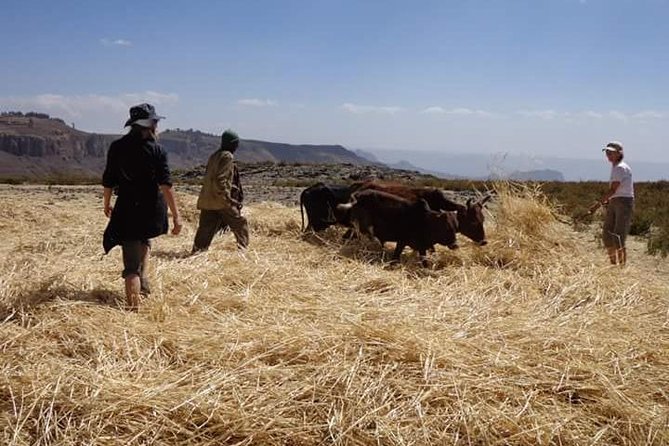 Lasta Mountains: Highland Eco Trekking Tour in Lalibela - What the $95.83 price really covers