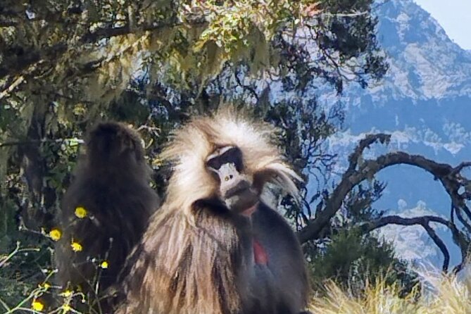 Monastic Marvels Exploring the beauty of Debre Libanos Monastery - Leaving Addis Ababa at 7:30 AM