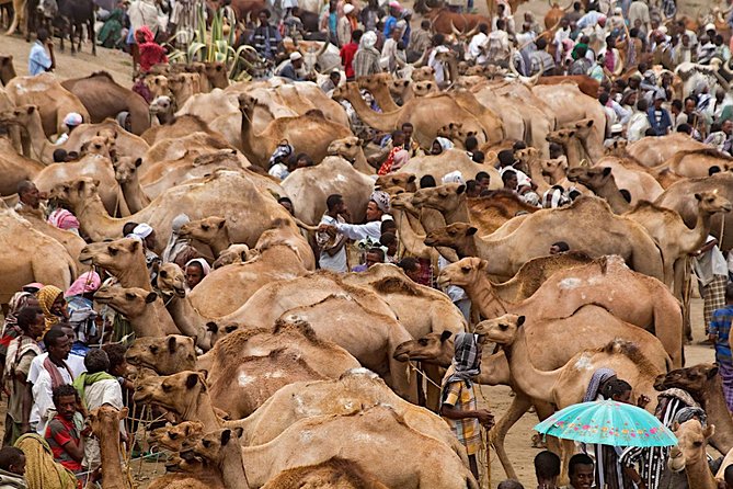 North Ethiopia Round Trip Tours From Addis Ababa - Five things to know before you go