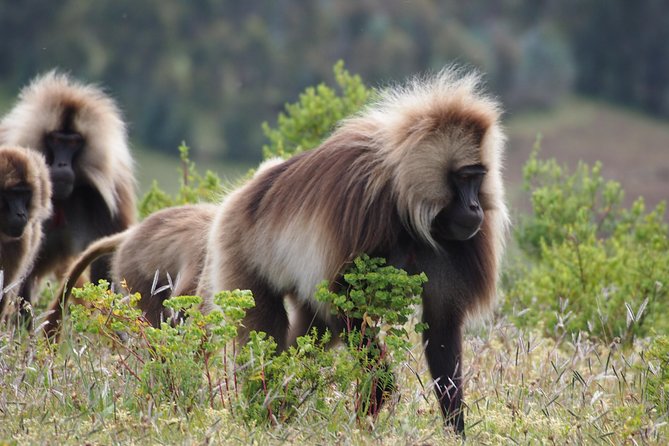 Northern Ethiopia Historic Route - Transport, accommodation, and the real value of $1,000
