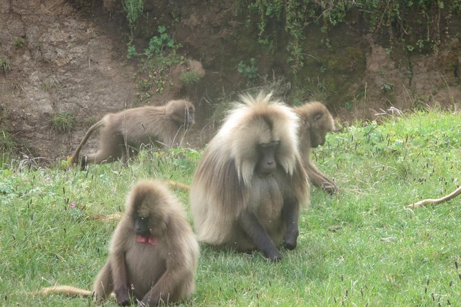 Northern Ethiopia & Trekking Simien Mountains , 10 Days - Imet Gogo supplies the Simien views