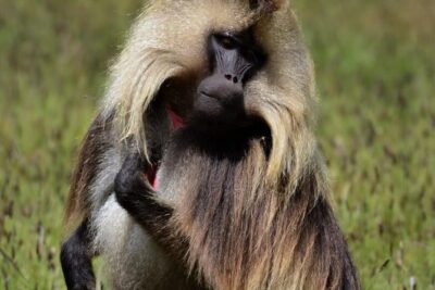 Private Day Trip to Debre Libanos Portuguese Bridge Galada Baboon