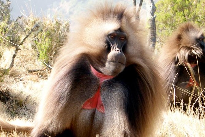 Private Day Trip to Debre Libanos Portuguese Bridge Galada Baboon - Optional shopping and the city return