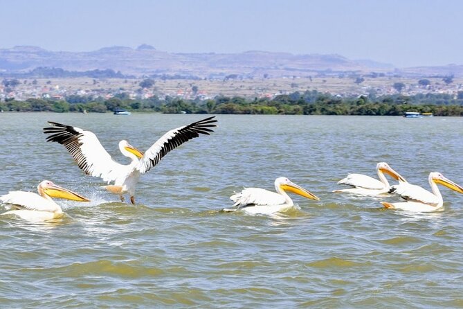 Private Guided Tours To Bahir Dar Lake Tana Monastery & Blue Nile Waterfalls - Is $145 Per Person Good Value?