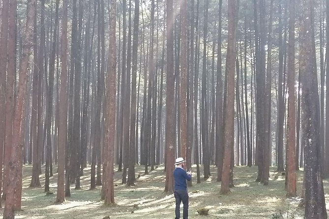 Round Trip to Menagesha Suba Forest Park - What makes Menagesha Suba special