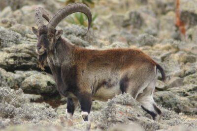 Simien Mountains National Park – 7 Day Trek